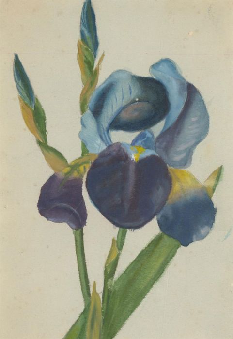 Early 20th Century Watercolour - Study of an Iris
