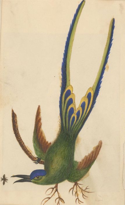 Jessy - Double Sided Late 19th Century Watercolour, Butterfly and Bird