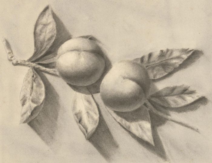 Early 20th Century Charcoal Drawing - Still Life, Study of Apricots
