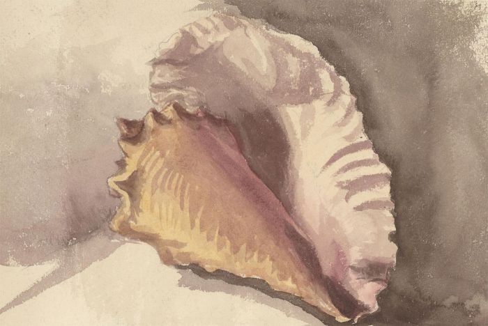 Late 19th Century Watercolour - Study of a Seashell