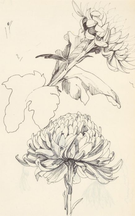 2008 Pen and Graphite Drawings - Chrysanthemums: Various Studies - Buds & Leaves
