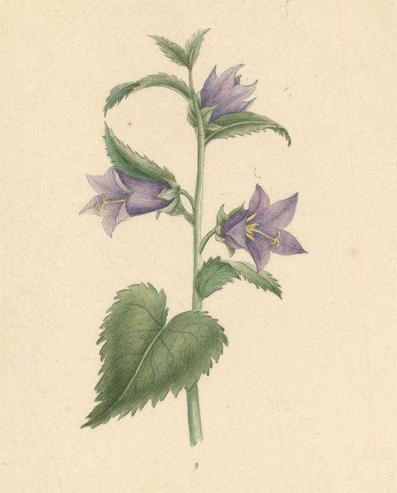 Early 19th Century Watercolour - Nettle Leaved Bellflower