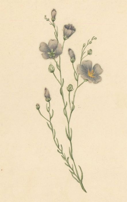 Early 19th Century Watercolour - Perennial Flax