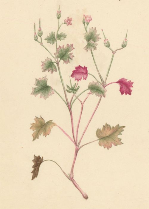 Early 19th Century Watercolour - Shining Cranesbill