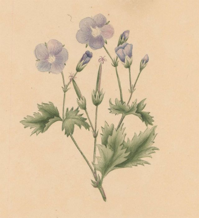 Early 19th Century Watercolour - Botanical Study