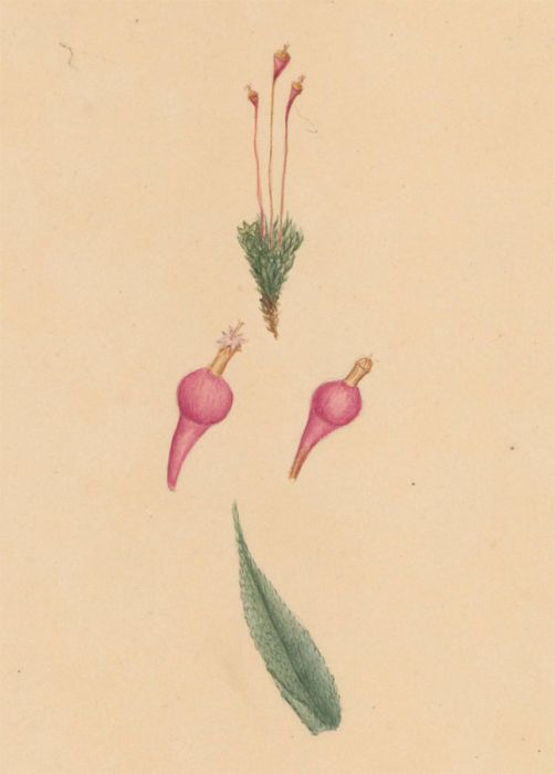 Early 19th Century Watercolour - Botanical Study