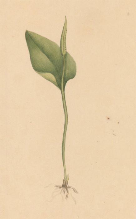 Early 19th Century Watercolour - Botanical Study