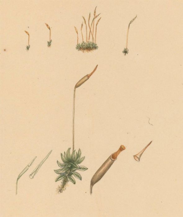 Early 19th Century Watercolour - Botanical Study