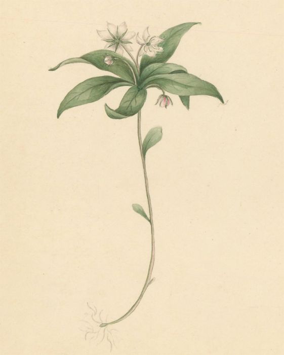 Pair of Early 19th Century Watercolours - Chickweed Wintergreen & Herb-Paris