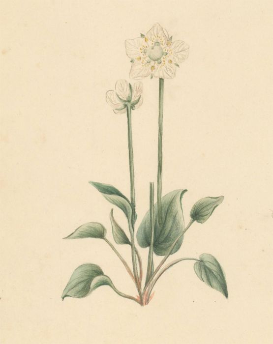 Pair of Early 19th Century Watercolours - Grass of Parnassus & Common Arrowhead