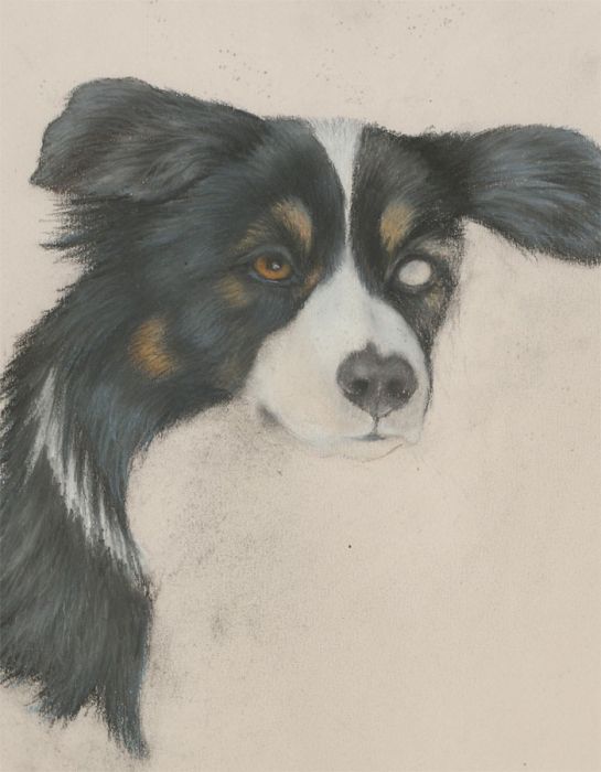 20th Century Pastel - Unfinished Portrait of a Collie