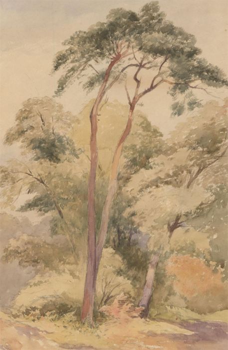 McKewan - Late 19th Century Watercolour, Study of Summer Trees