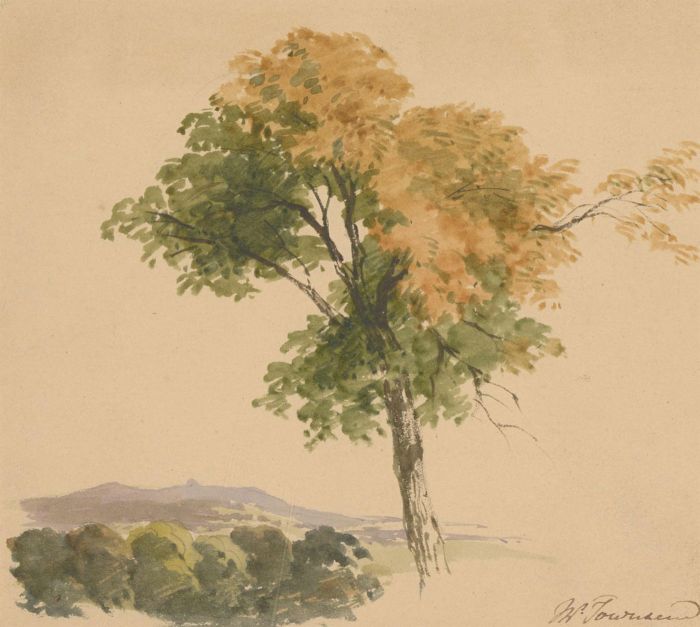 J.W. Townsend - Late 19th Century Watercolour, Study of a Tree