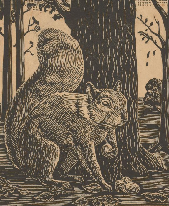 L.A.W - Early 20th Century Wood Engraving, Study of a Woodland Squirrel