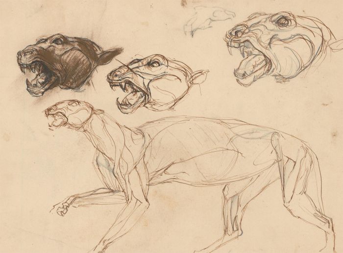 Early 20th Century Pen and Ink Drawing - The Panther