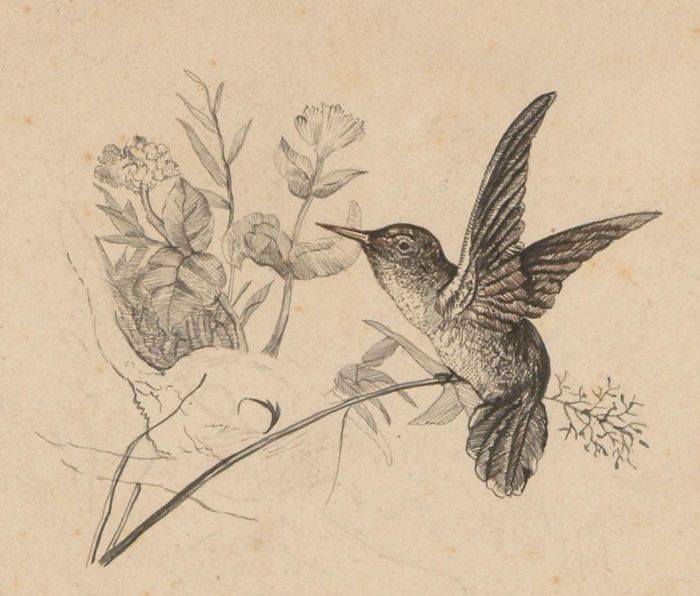 Late 19th Century Pen and Ink Drawing - Hummingbird & Flowers
