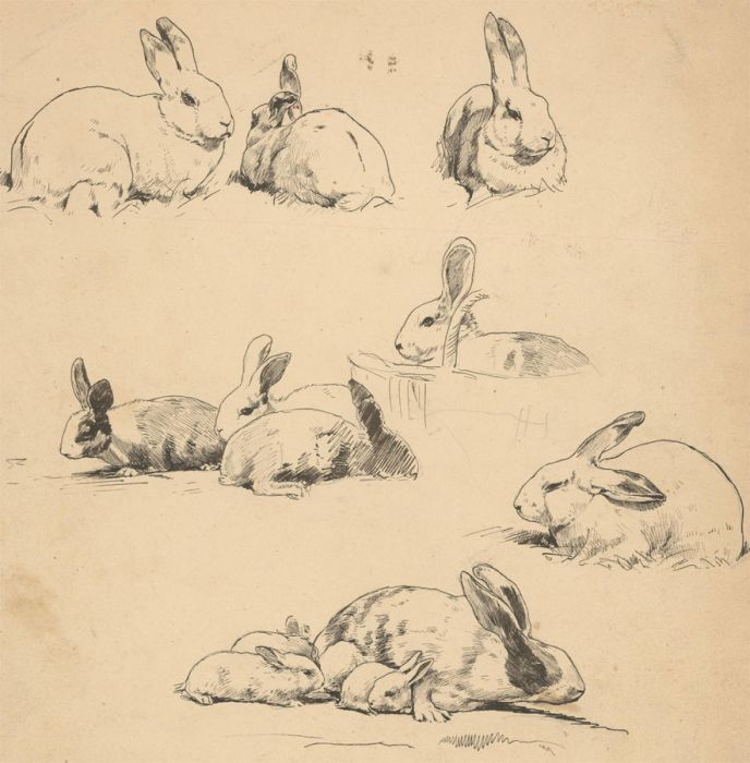 Early 20th Century Pen and Ink Drawing - Study of Rabbits