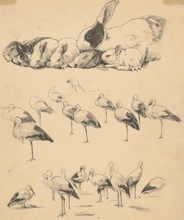 Early 20th Century Pen and Ink Drawing - Study of Rabbits & Birds