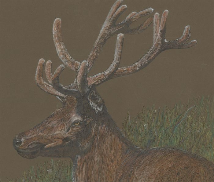 Audrey Pardoe - 1979 Mixed Media, Study of a Red Deer Stag