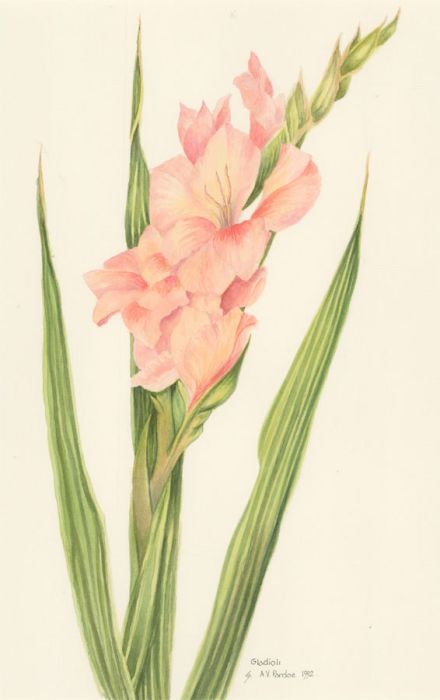 Audrey Pardoe - 1992 Watercolour, Gladioli