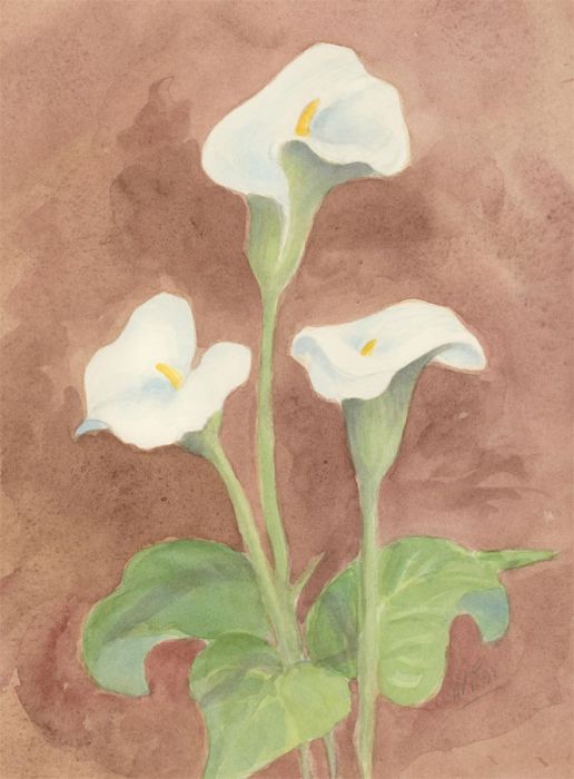 Audrey Pardoe - 1995 Watercolour, Arum Lilies
