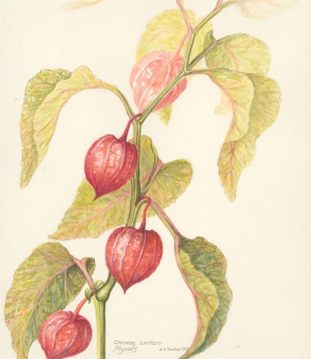 Audrey Pardoe - 1992 Watercolour, Chinese Lantern, Physalis