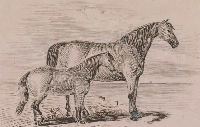 Margaret Forde Hancock - A Pair of Late 19C Pen and Ink Drawings, Horse Studies