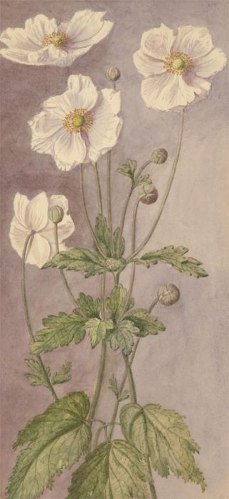 P.W.N.G - Late 19th Century Watercolour, White Poppies