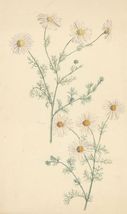 P.W.N.G. - A Pair of Late 19th Century Watercolours, Botanical Still Life Study
