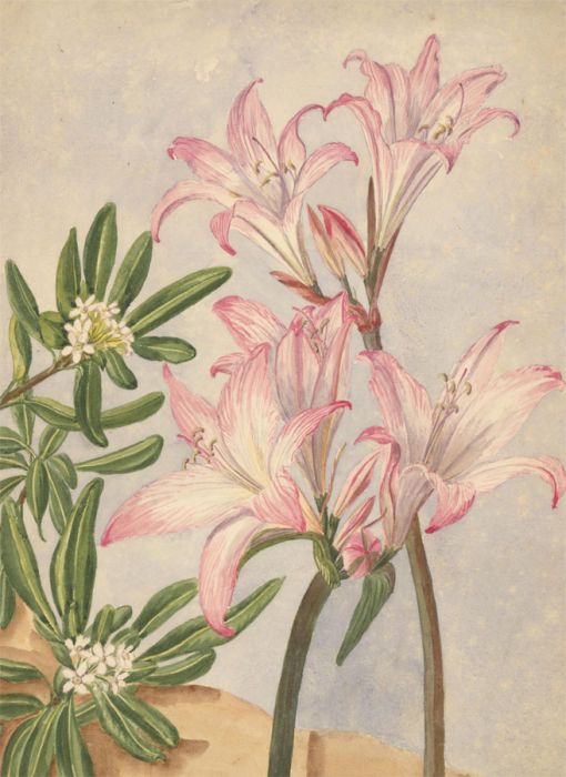 P.W.N.G - 1891 Watercolour, Amaryllis Belladonna