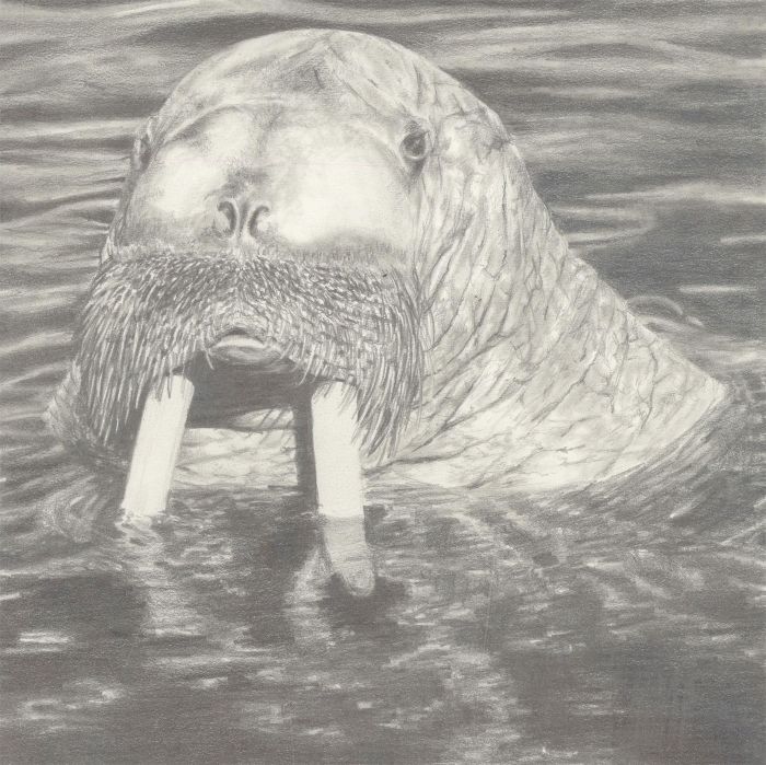 F.O. - Fine 2006 Graphite Drawing, Hyperrealist Walrus