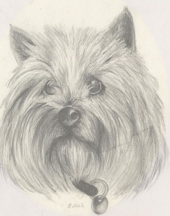 K. Hall - Signed 20th Century Graphite Drawing, Yorkshire Terrier