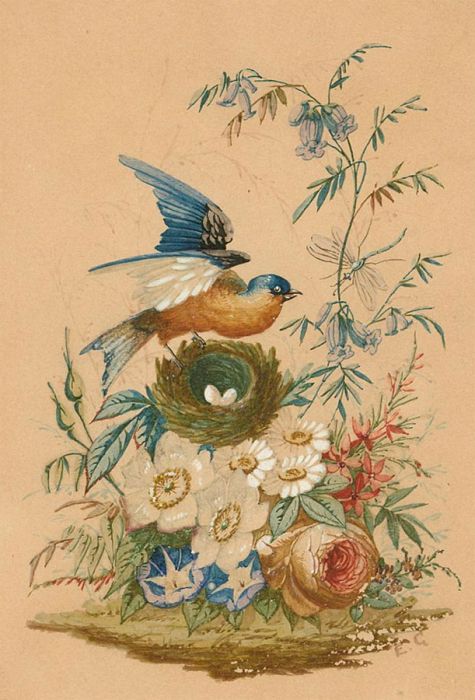 E.G - 1879 Watercolour, nesting bird with Flowers