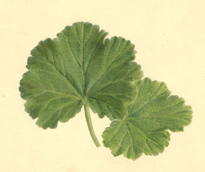 Elizabeth Eden - Mid 19th Century Watercolour, Botanical Leaf Study