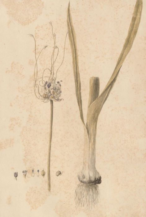 Curtis - Original 1790 Watercolour, Study of Sand Garlick
