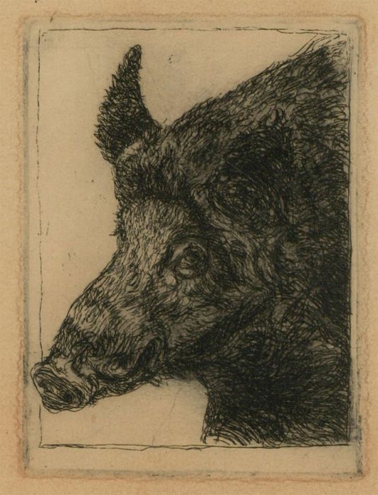 20th Century Etching - Wild Boar