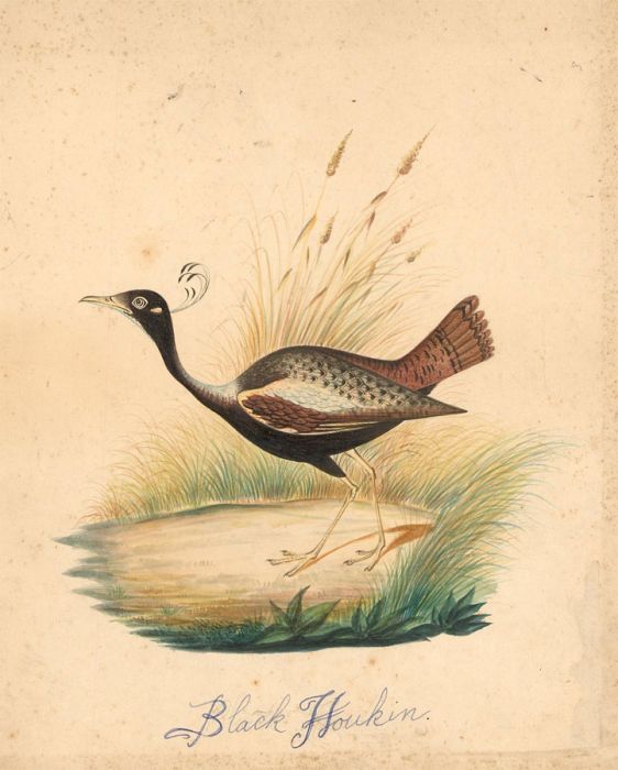 Late 19th Century Watercolour - Black Houkin