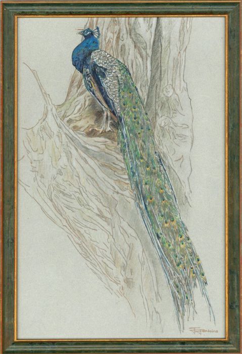 J. Jenkins - Signed & Framed 20th Century Coloured Pencil Drawing, The Peacock