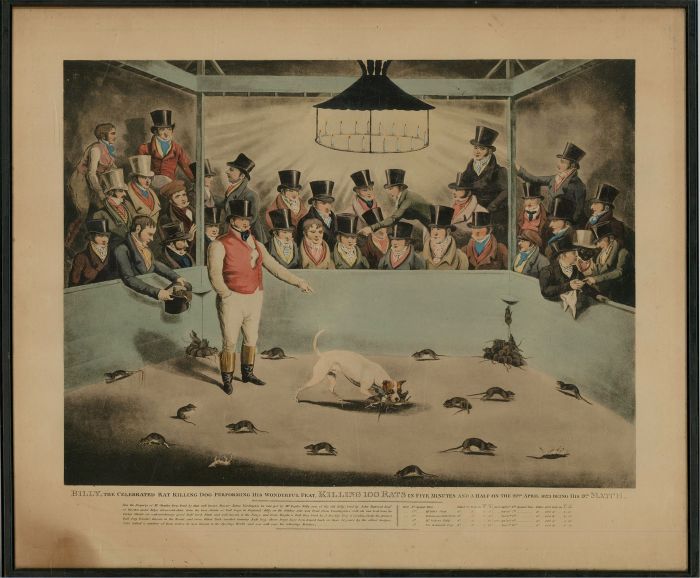 19th Century Aquatint - Billy, The Celebrated Rat Killing Dog