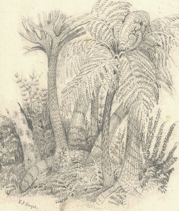 Late 19th Century Graphite Drawing - Restored Carboniferous Flora