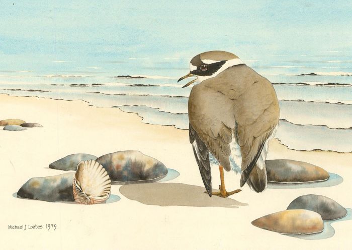 Michael J. Loates - Signed 1979 Watercolour, Ringed Plover