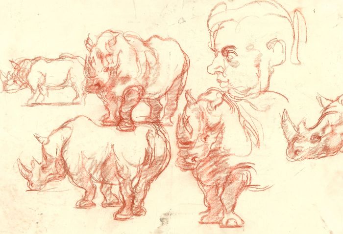 Ronald Olley (b.1923) - Mid 20th Century Graphite Drawing, Study of Rhinos