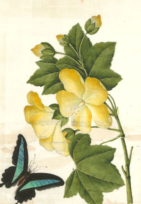 Early 20th Century Watercolour - Golden Flower & Butterfly