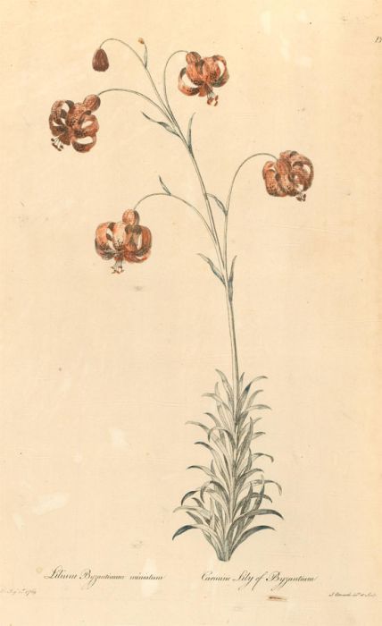 John Edwards (1742-1815) - 1769 Engraving, Carmine Lily of Byzantium