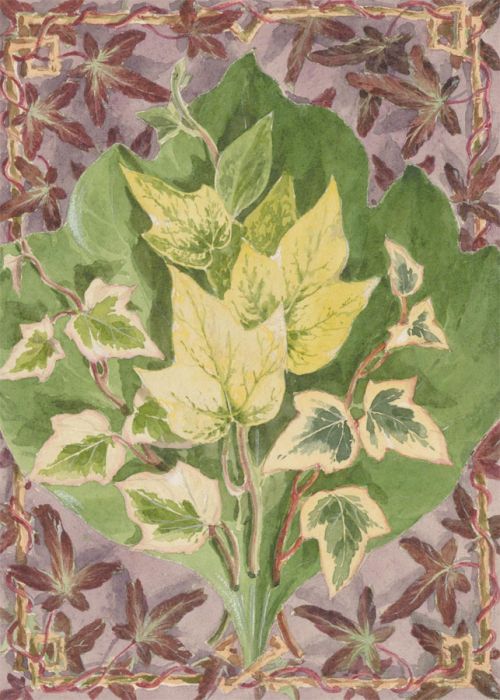 Late 19th Century Watercolour - Ivy Illustration
