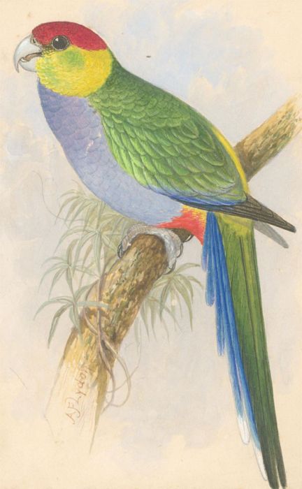 Alexander Francis Lydon (1836-1917) - Late 19th Century Watercolour, The Parrot