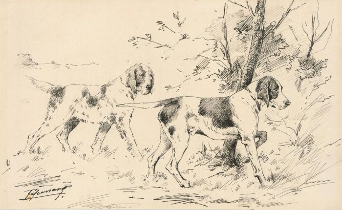 Early 20th Century Pen and Ink Drawing - Study of Two Dogs