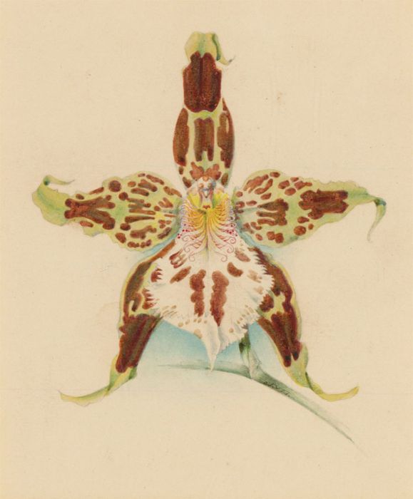 John L. Macfarlane (1836-1931) - 1896 Watercolour, Odontoglossum Hallii