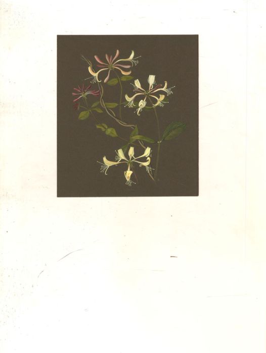 J. L - Signed Mid 20th Century Gouache, Botanica Study