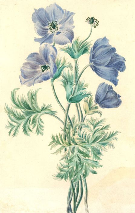 Florence Nibasch (1813-1896) - Mid 19th Century Watercolour, Anemone Coronaria